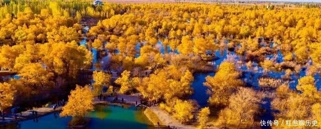 西北地区|中国有一“奇树”，生来千年不死，死后千年不倒，倒后千年不腐