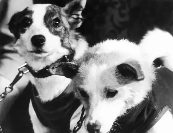 死亡 首个进入太空的狗,飞行前已知有去无返,死亡真相隐藏了45年