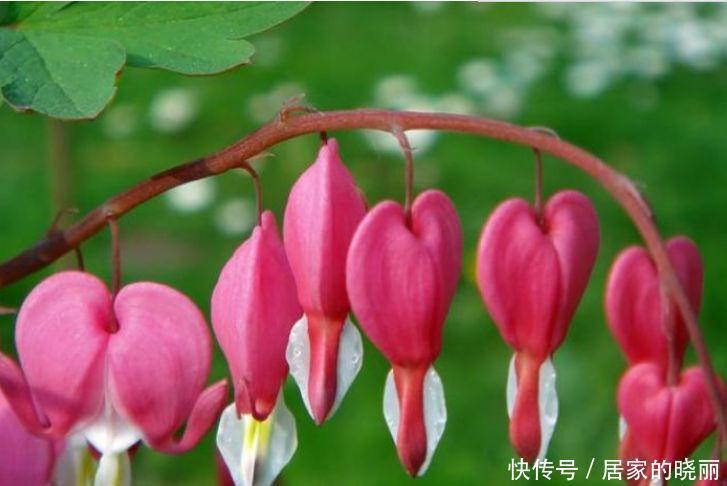 简单|4种花深受花友的喜欢,开花爆盆很简单,快快养起来!