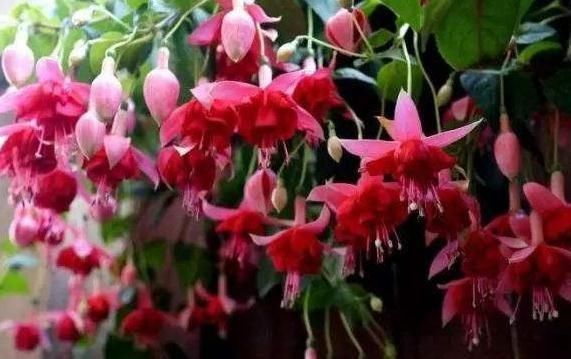 家里再小,3种“吊盆花”也要养,花芽一钻上百朵,花开成“帘”