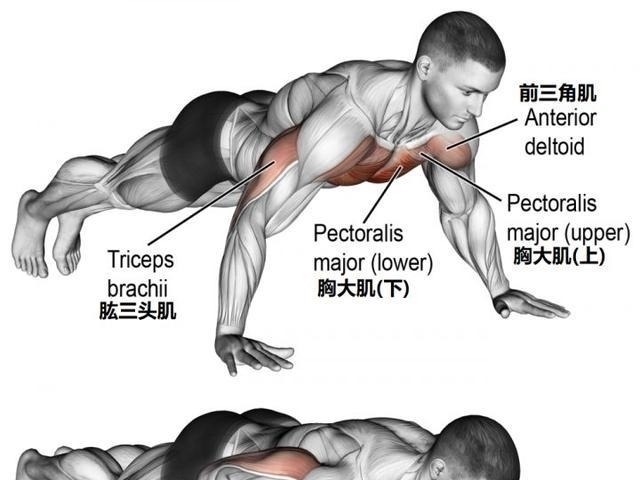 俯卧撑|新手都在做俯卧撑，老手却拿双杠臂屈伸练胸，这两个动作差在哪