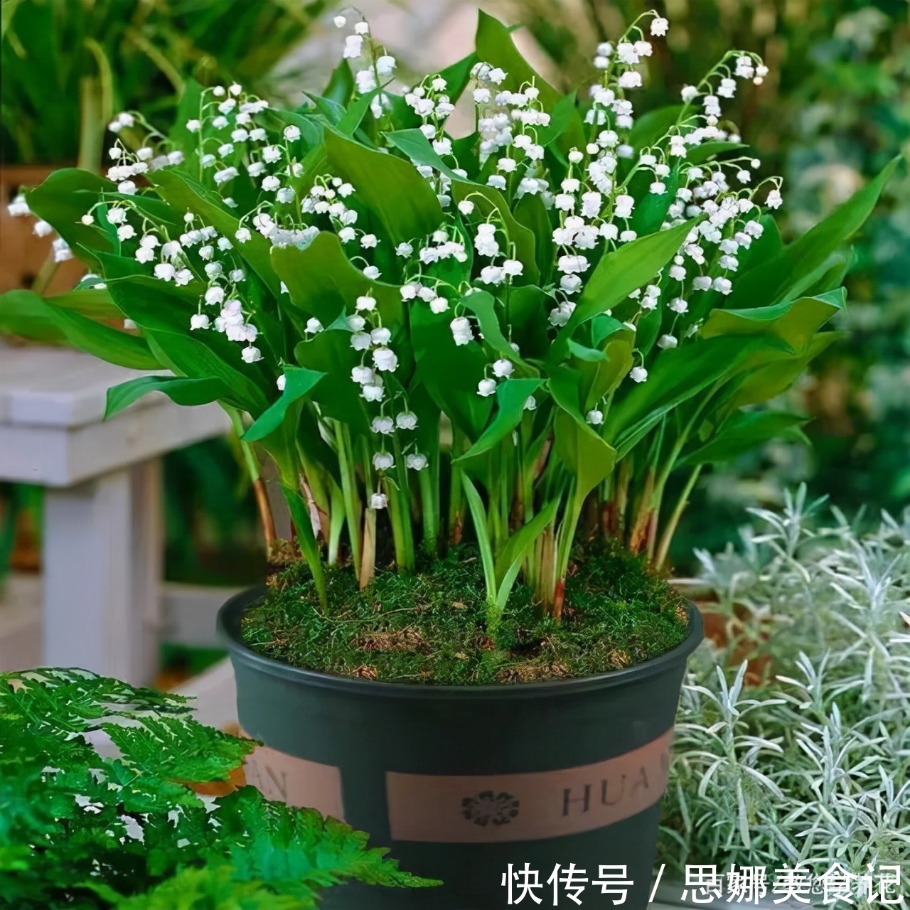 奶奶对我说卧室别养5类花,仔细想想,不是迷信,而是真的有道理