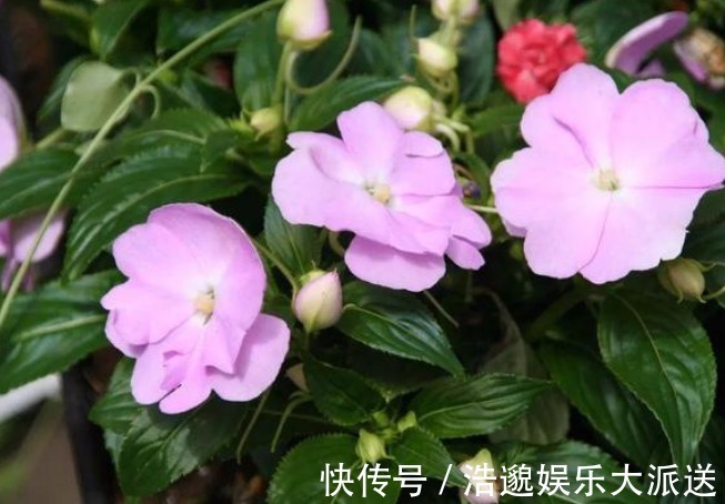 最适合送给“老阿姨”的4种花,花色艳,观赏性高,特别有格调!