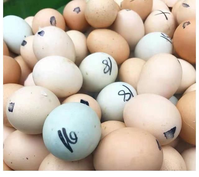 美国知名节目，把“吃鸭仔蛋”当惩罚，4万网友：快道歉