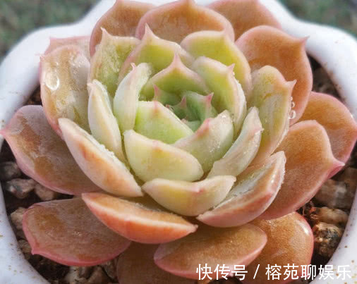 妙招|多肉昂斯诺怎么养教你3个小妙招，养出果冻色小清新的昂斯诺