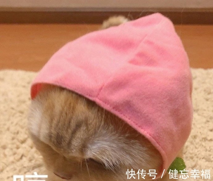 图片|可爱表情包图片:渴望的目光