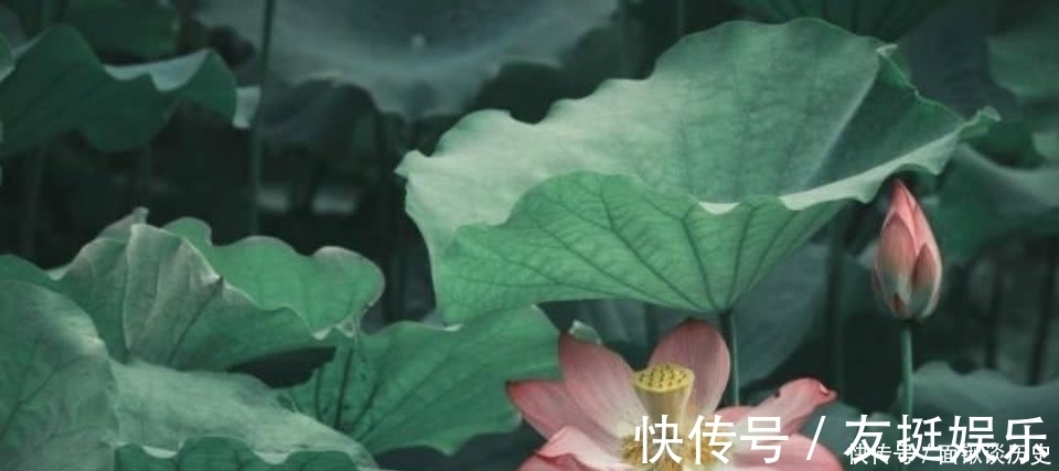 采莲曲&贺知章晚年写下一首很唯美的诗,短短的28个字,美得令人心醉!