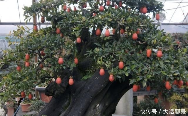 盆景|王小姐爱养花,去山上挖了“废木头”,种花盆上,变成“金弹子”