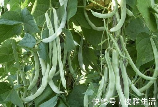 本草纲目|“天然的阿司匹林”，每天吃一点，防血栓、通血管