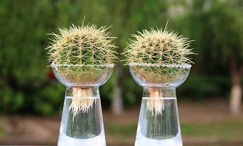 睡眠质量|家里万万要养这几种植物,难怪家人身体越住越健康,后悔才察觉