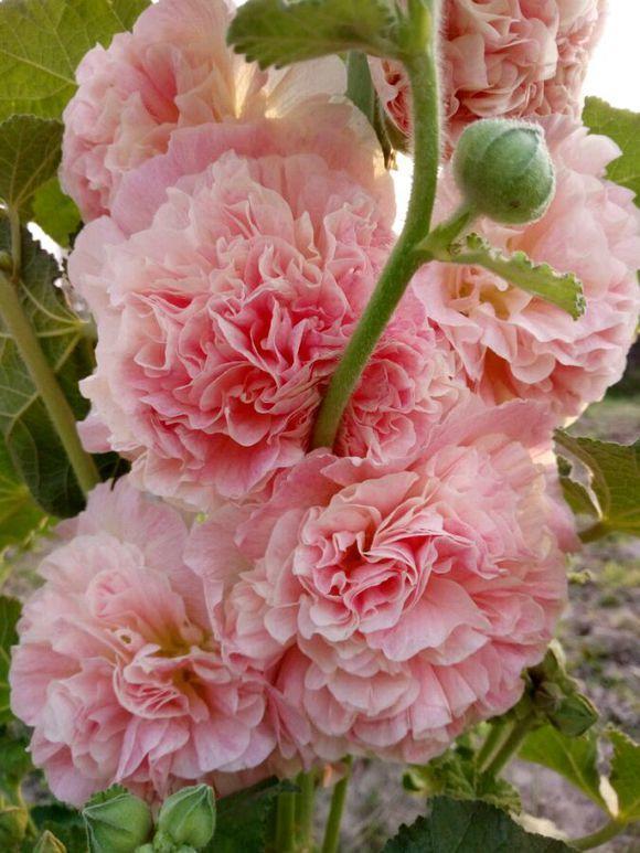 农村叫做“鸡冠花”，小时候经常沾在鼻子上，好玩还好看