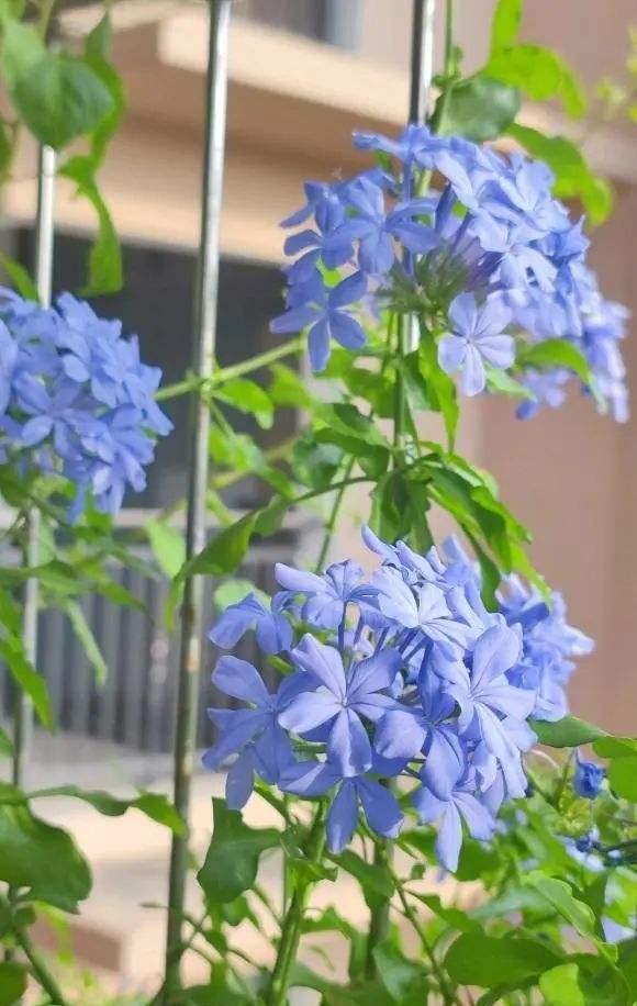 分享2个冬天扦插的小方法,10种花现在扦插正当时,生根快又壮