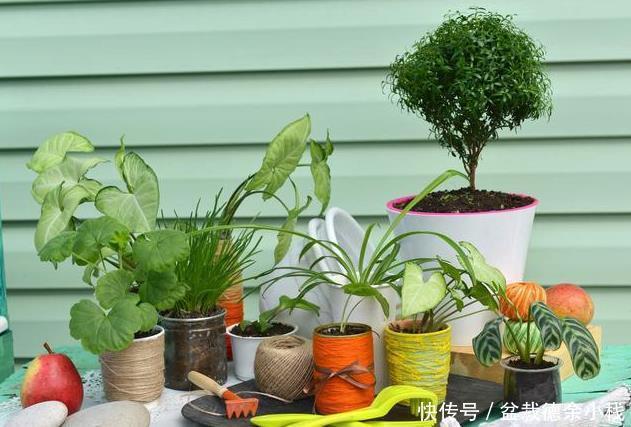 太多人不知道,在家里放上这几款植物,既能驱蚊还能吸甲醛