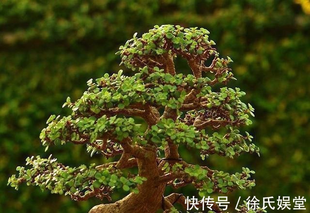 浇水|马齿笕树养5年,变成老桩盆景很值钱,做5步就实现