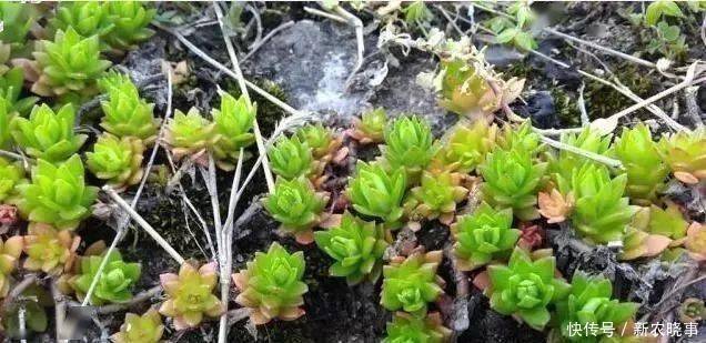 盆栽|农村常见的“1种野草”,看到别铲除,挖1棵回家,做盆栽很漂亮