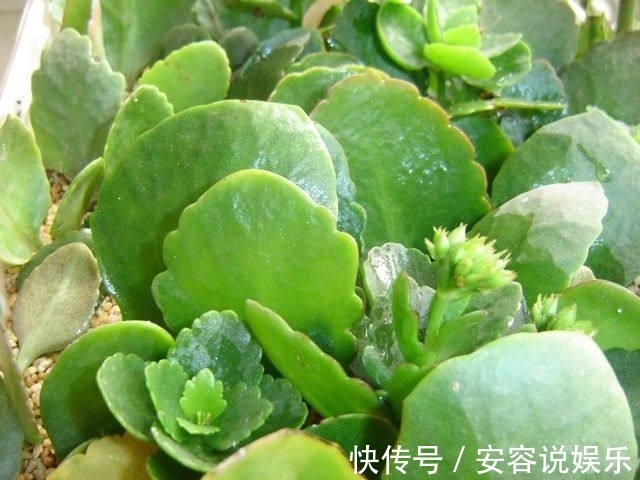 扦插|长寿花别再花钱买了,一个叶片就能养出一大盆,方法超简单!