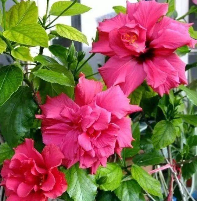 最受欢迎的3种花,开起花来拦不住,花朵鲜艳漂亮,最适合夏天养