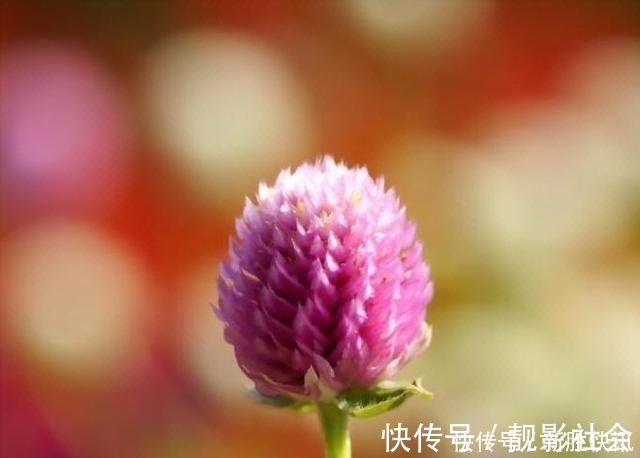 一种能常开不败的花卉盆栽,象征着永恒的爱,还能泡茶,受人喜爱