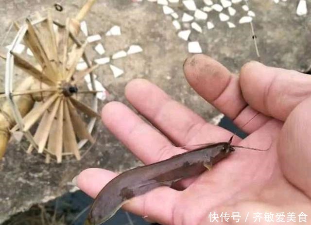 广西|这是啥鱼?广西柳州废井里,居然能钓到“稀罕鱼”,你认识几条?