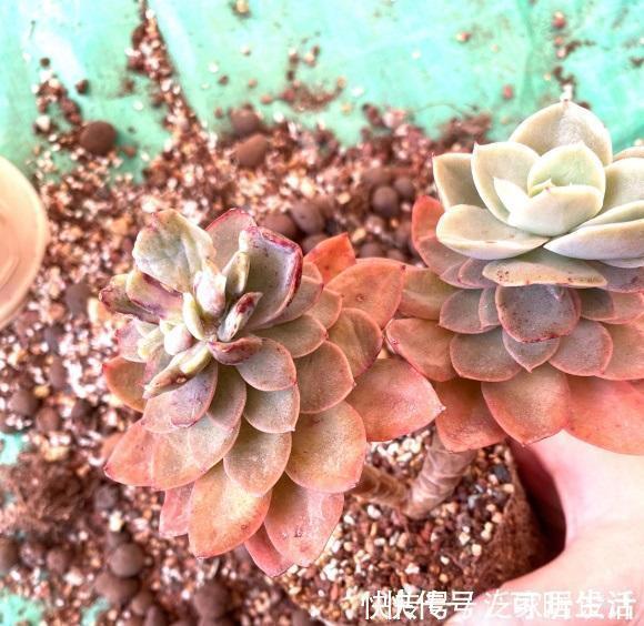 叶子|多肉单靠晒，能把叶子晒红吗？光照很有用，重点在合理利用