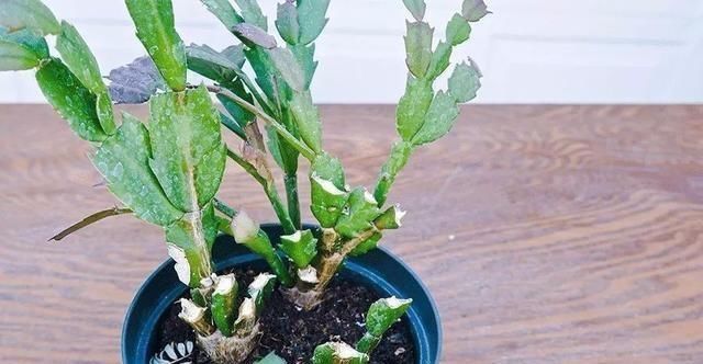 做好这几点,蟹爪兰到了夏天也不怕,轻松度过高温期