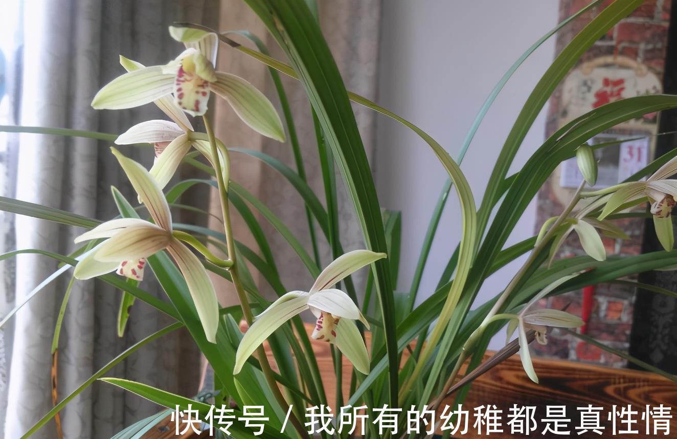 兰花|兰花淋雨长得好?不,有利有弊,掌握住尺度比施肥管用