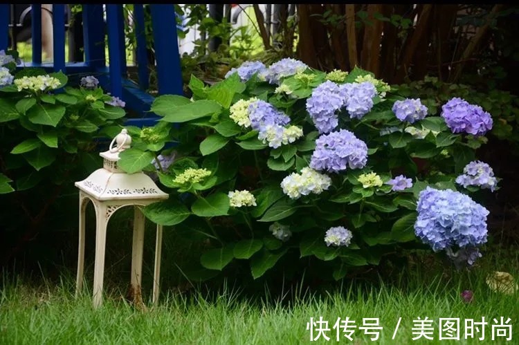 三角梅|120㎡别墅花园改造,经过三年的努力,小院从荒地到花开满园