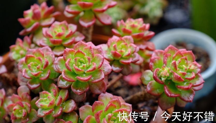 多肉植物爆盆的6个小技巧,养护多肉简单实用,让肉肉越长越密