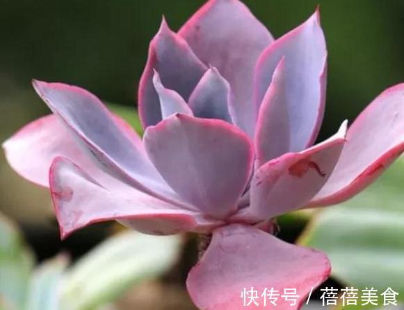 冬天值得你拥有的8种粉色多肉,好养护又漂亮