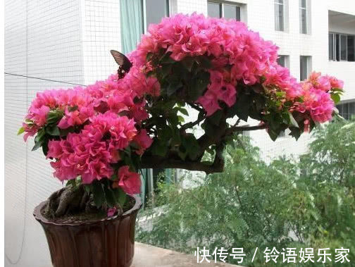 三角梅|家里就养这“3种花”，好看好养又便宜，开起花来拦都拦不住，美