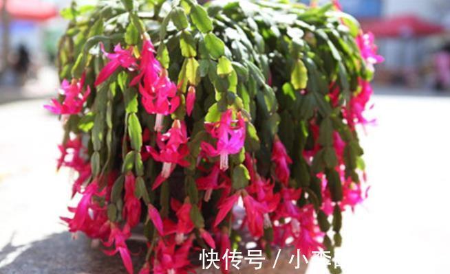 12月养蟹爪兰,做好“2少2多”,花量大开花艳,轻松爆盆