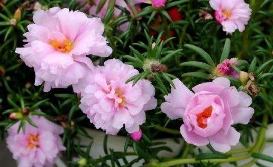 几种花,开花漂亮又好养,花叶俱美超漂亮