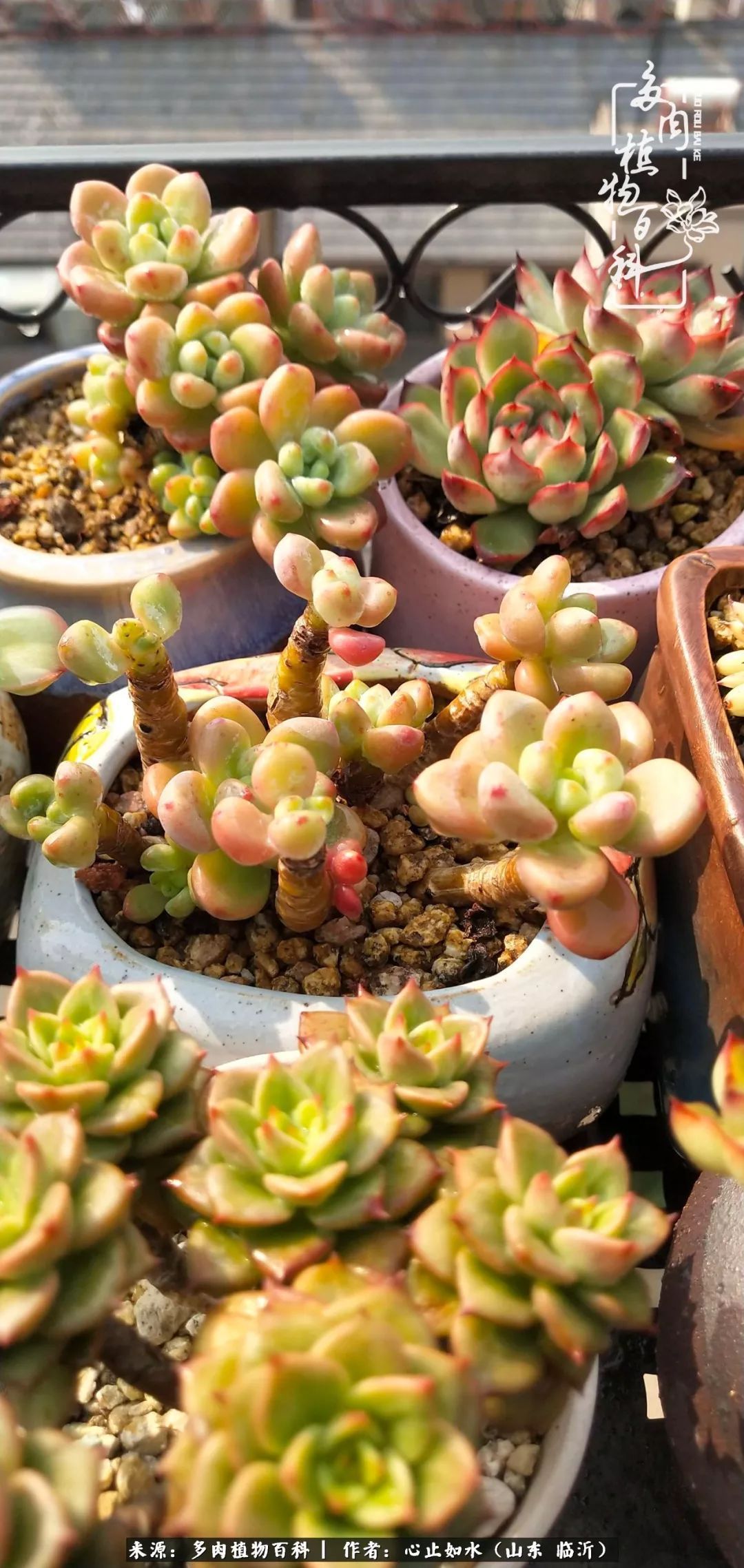 养多肉不只是说说而已,只要肯用心,它们绝对不会辜负你!