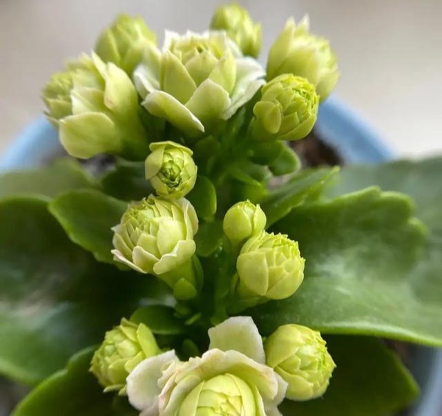 75个长寿花品种，一个比一个美，一起来认识一下吧！