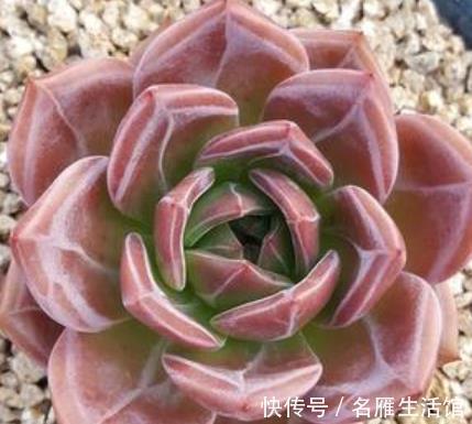 推荐7种强悍多肉,每一种都精致好看,一次养十盆都不嫌多