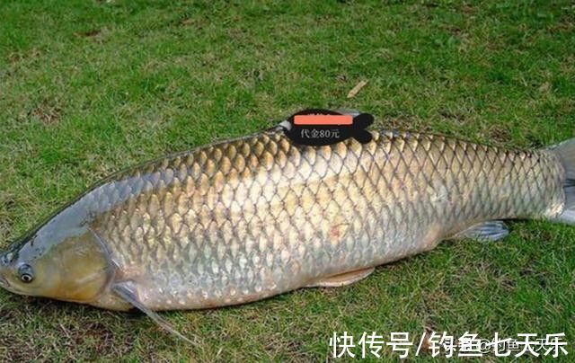 一条“标鱼”十几万!安徽一钓场被查封,这样的高价鱼不要再钓了