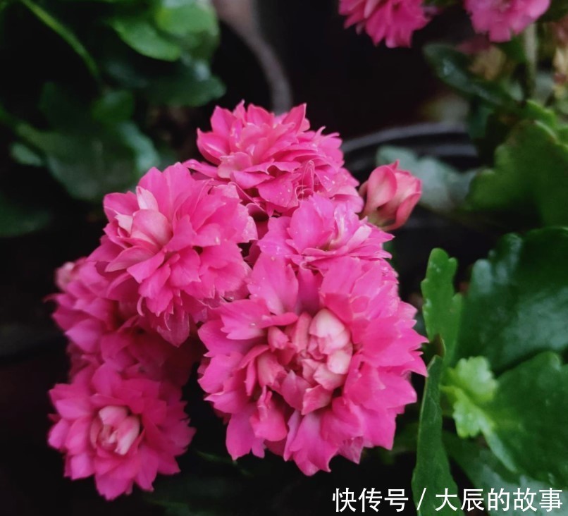 蟹爪兰|这两种花夏季千万不要购买回家,入夏就会休眠,非常难养活