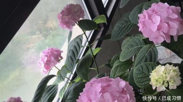 骨头|1种“粉末”能养花,养分含量高,花盆里撒“1点”,2个月爆盆!