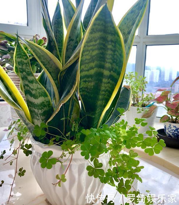 卫生间''除异味''大招放置3种绿植除臭,居家环境更舒适