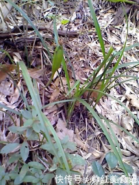 山上也能寻得“好兰花”，看准这5点，找到比花店还好的兰花！