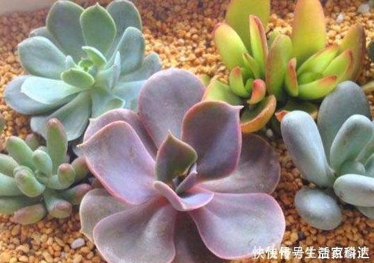 这3款多肉,叶片粉嫩嫩,自带少女风,居家盆栽看着真撩人
