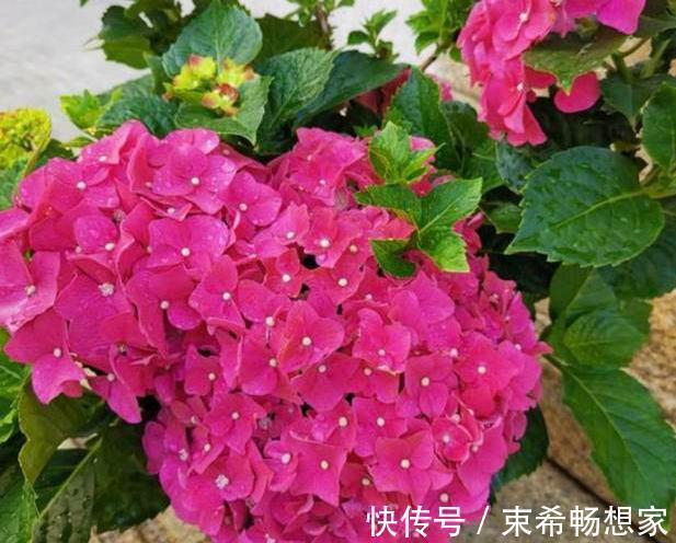 盆栽绣球花、茉莉花，植株开花少去厨房找它制肥料轻松搞定