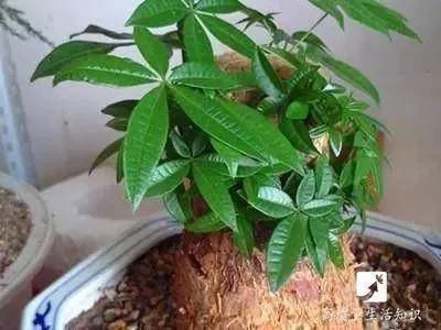 盆栽底下垫上这4种,告别“植物杀手”称号!