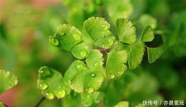这4种花是出了名的水罐子,给点水就能长,水越多越好