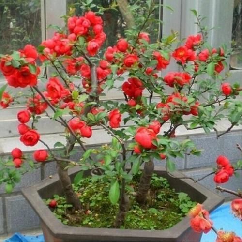 苗盆栽|老祖宗传下的手艺,用树桩做盆景,极其珍贵,还不来一盆