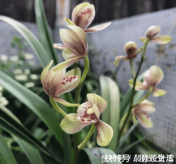 养5年兰花都不开花,加了1料,花开停不住