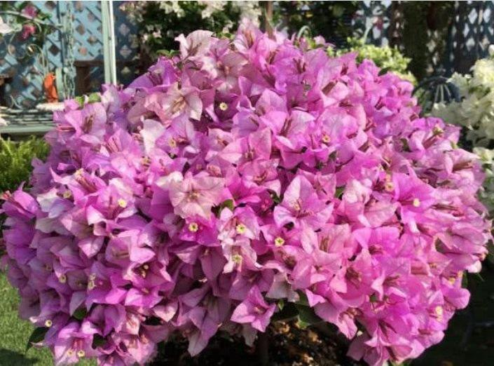 阳台养花就选4种,好养又漂亮,直接变成“百花园”,高雅艳丽