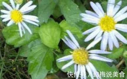 马兰头|冬季女性多吃野菜 具有凉血止血 利湿消肿之功效