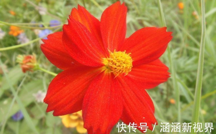 野性|喜欢菊花，不如养盆“菊中精品”硫华菊，花开野性美，爆成菊花海