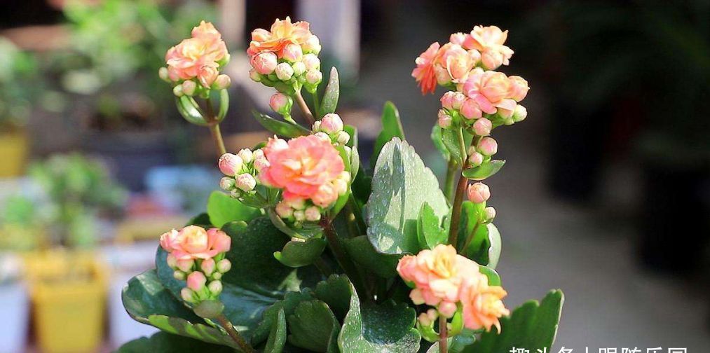 长寿花不开花?教你这样做,枝粗苗壮开花多!家里清香宜人花色艳